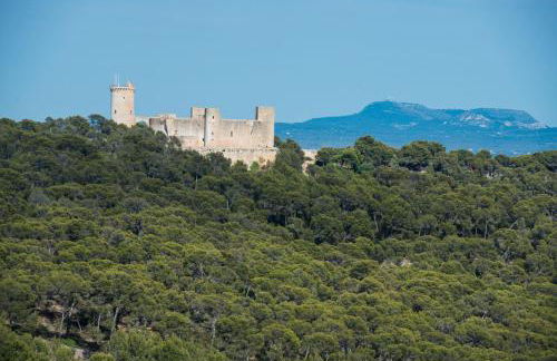 Can Rei Des Pla in G Nova - Photo 79