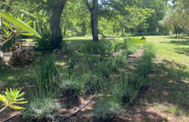 La Bastide des Chênes Lacoste - Photo 10