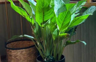 Dancing Pines Cabin - Photo 26