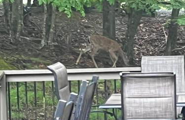 Beech Mountain Swiss-style Chalet - Foto 25