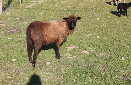 Casa da Avó Rita - Foto 50