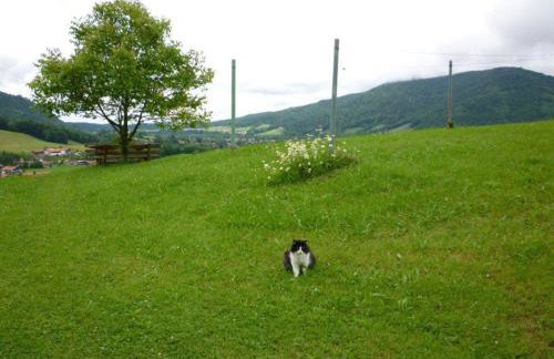 Maurerhof inkl. Chiemgaukarte - Photo 3
