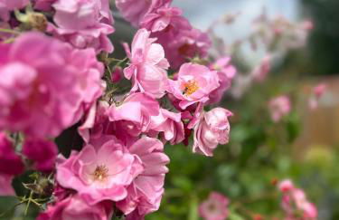 Gîtes de charme "l'écrin de Vendée" jacuzzi privatif, piscine chauffée, prestations bien être, vélos à 10 mn de l'océan sur 3,5 h de verdure - Photo 71