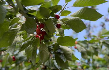 Viki54 FeWo04 "hereinspaziert", Monteurs- und Ferienwohnung - Foto 44