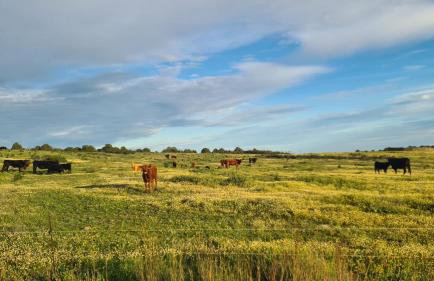 Casas do Monte - Foto 24
