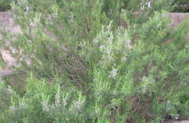 10 Casa scaledda 3 étoiles - Foto 30