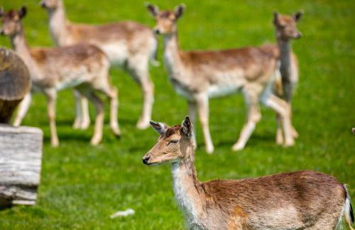 Sonnenhof Apartments - Foto 7