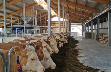 Woferlhof, Ferienhof Boxhorn - Foto 22