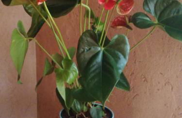 Al Maratoneta - Foto 15