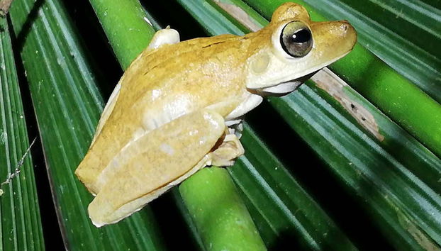 A frog in the Manuel Antonio private reserve