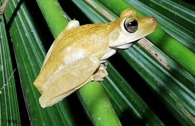 Night Walk in a Private Reserve - Foto 1