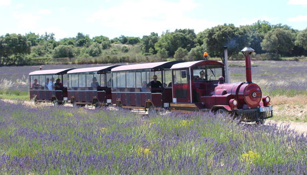 Giro a bordo del treno turistico nei campi di lavande