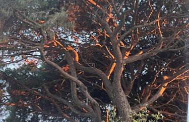 GITES - Mas Saint-Louis - Piscine chauffée - Foto 42