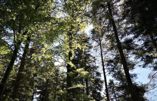 Ferienwohnung Marianne in Neuweiler - Foto 29