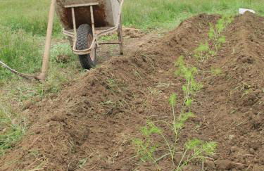 Stella Di Sicilia - Foto 14