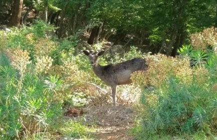 Tramuntana Holiday Home - Foto 36