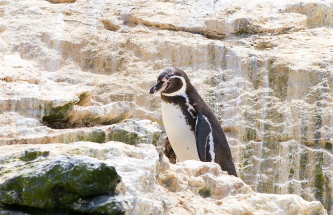 Excursion sur l'île de Damas - Photo 1