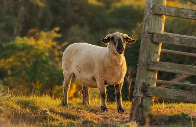 Firth View 2 - Country Escape with Sea Views of Arran! - Foto 77