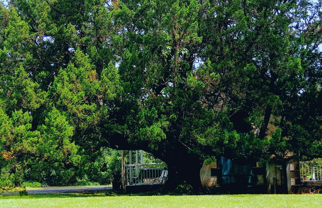 Mauritius Island Private Tea Tour - Foto 1