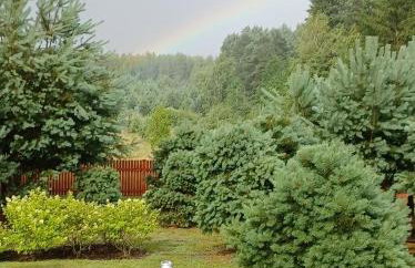 sosnowelowe - Foto 70