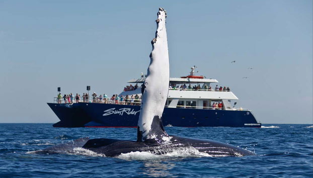 Whale Watching Catamaran Trip - Foto 3