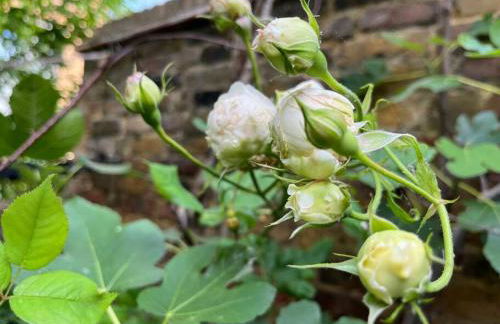 Kings Cross, self-contained house & private garden - Foto 27