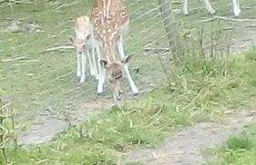 Maison de maître en baie de Somme - Foto 11