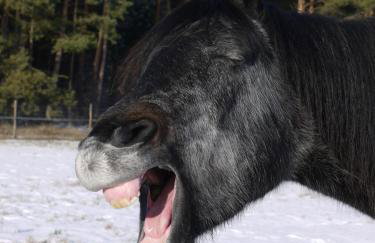 Agroturystyka Polana Harmonii - Foto 20