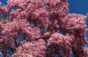 La Magnolia - Foto 23