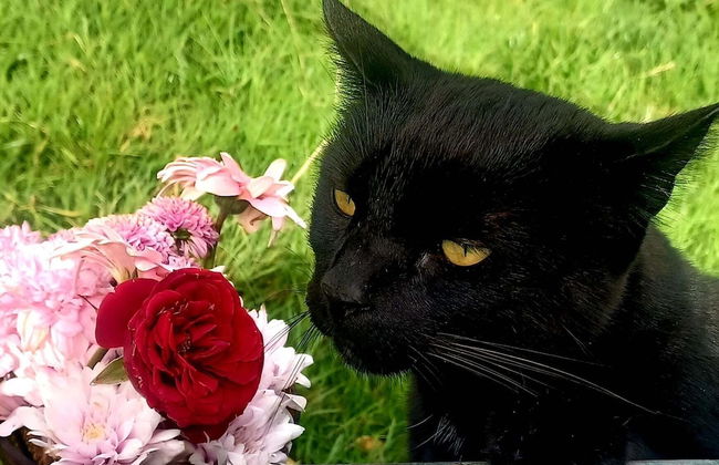 Secluded Converted Horsebox Retreat in Welcombe - Photo 18