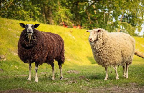 Ferienhof Ostarle - Foto 60