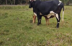 Pousada Rancho do Lago - Foto 38