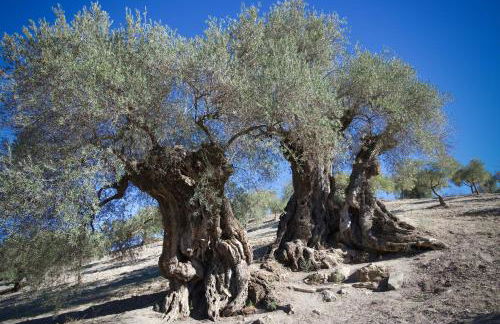 Los Campos Casa Rural - Foto 67