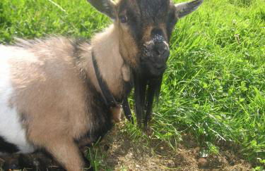 Ferienhof-Fink-Ferienwohnung-Kleeblatt - Foto 7