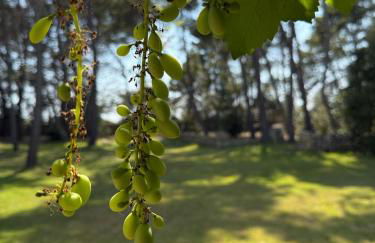 Masseria Frassaniti - Foto 35