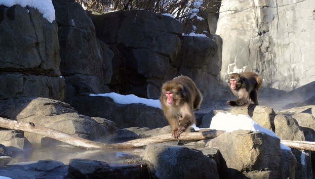 Central Park Zoo Tickets - Foto 5