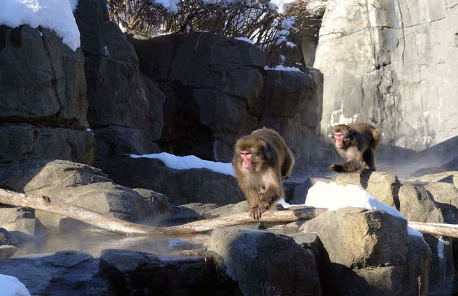 Central Park Zoo Tickets - Foto 5