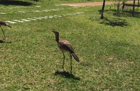 Sítio Lourenço Marques Serra do Cipó MG - Foto 19