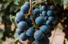 Finca Es Cabas - Foto 19