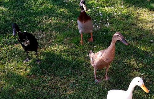 Ferienwohnung Helmsstraße II - Foto 7