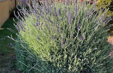 La casita de la Luz - Foto 42