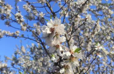 Casas Rurales Camino del Castaño - Foto 52
