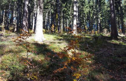 Ferienhaus Bergidylle - Photo 53