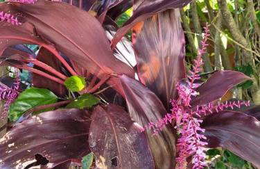 Casa da Vó Hospedagem Afetiva - Foto 39