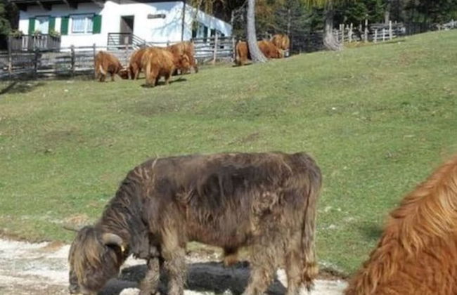 Weiss Comfortable Holiday Residence - Foto 16