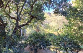 Finca el Agua da Vida (Los Eucaliptos & Los Olivos) - Foto 17