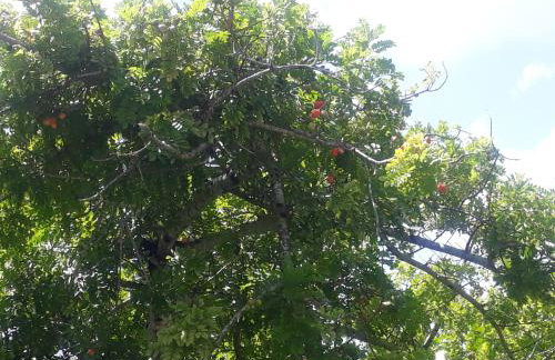 Refúgio das bouganvillea - Foto 25