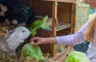 Ferienhof Marquardt Fewo Mohnblume - Foto 15