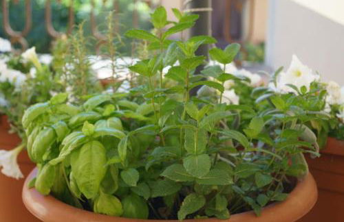 Casa Leopoldo - Foto 11