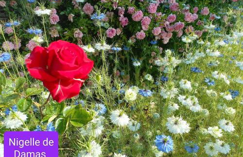 Le jardin de Nigelle , En Provence - Foto 28